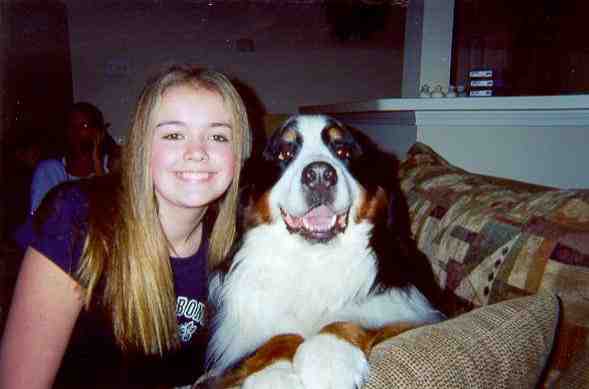 Bernese Mountain Dog, Bear, sadly lost to malignant histiocytosis
