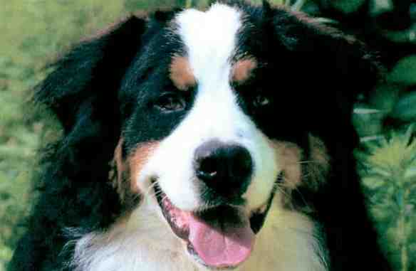 Bernese Mountain Dog Bear