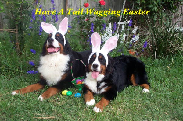 Bernese Mountain Dogs, Caddie and Divot, play Easter Bunnies.