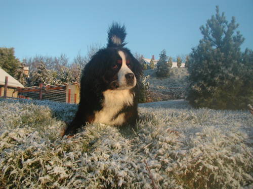 Bernese, Brue, sadly lost to cancer