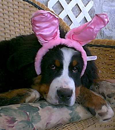 Callahan, Easter Bernese Bunny!