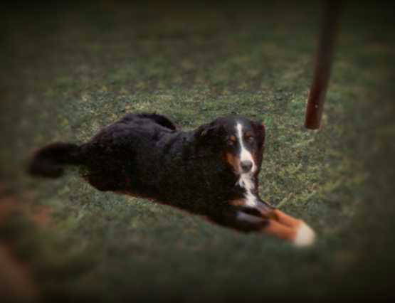 Casey, BMD, sasdly lost to Histio