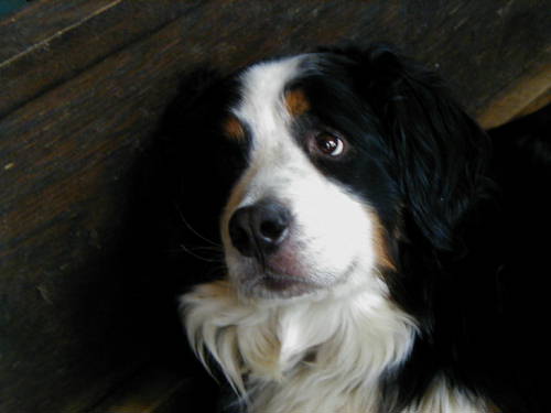 Beautiful Berner Mom, Cassie