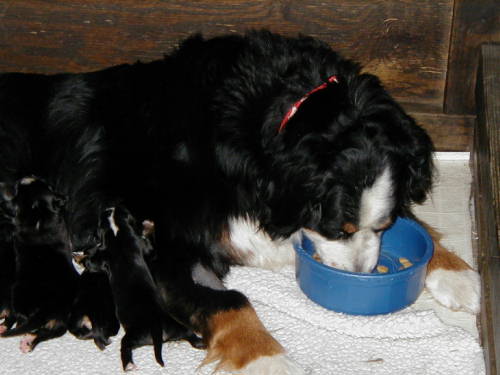 Hungry Berner Mom, Cassie