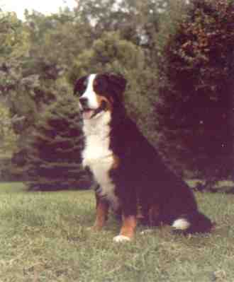Bernese Mountain Dog, Chalet, sadly lost to malignant histiocytosis