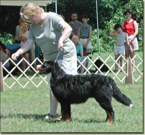 Bernese Mountain Dog, Charlie