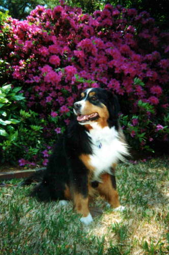 Bernese Mountain Dog, Charlotte, sadly lost to Histiocytosis