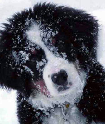 Bernese Mountain Dog Puppy Chloe