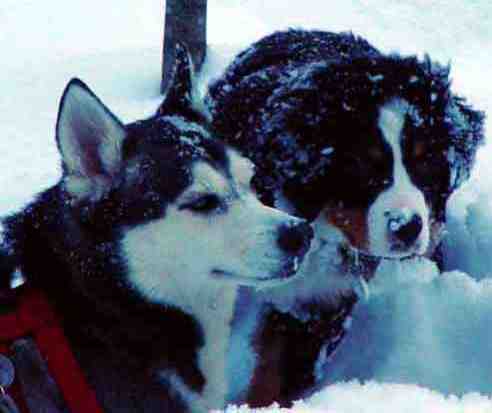 Bernese Mountain Dog Pup Chloe with Husky friend