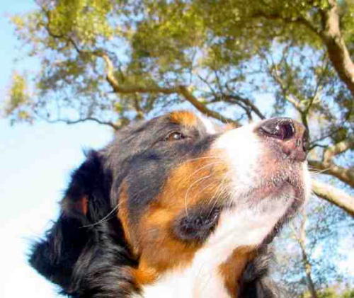 Bernese Mountain Dog, Cindy