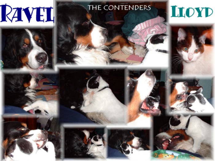 Bernese Mountain Dog, Ravel v. Lloyd the Cat