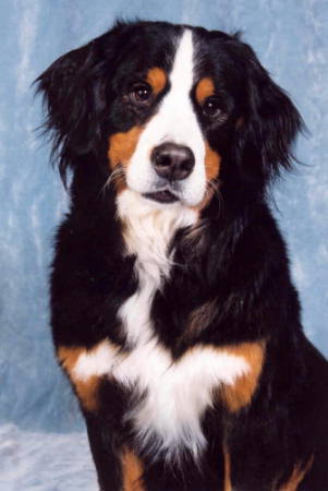 Bernese Mountain Dog, Daisy