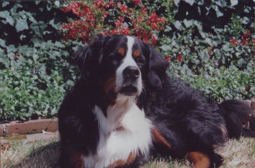 Bernese Mountain Dog, Dakota 