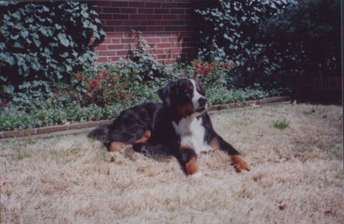 Dakota sadly lost to Histio