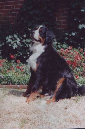 Bernese Mountain Dog, Dakota