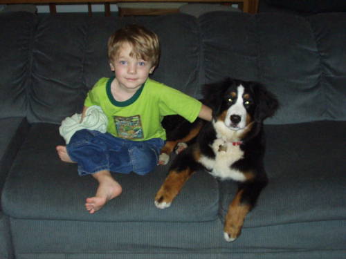 Bernese Mountain Dog Puppy Dasha and best frien