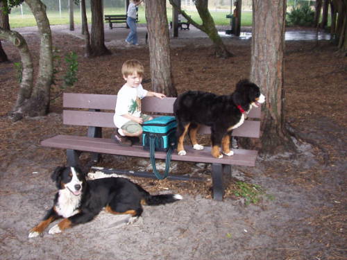 Bernese Mountain Dogs love children