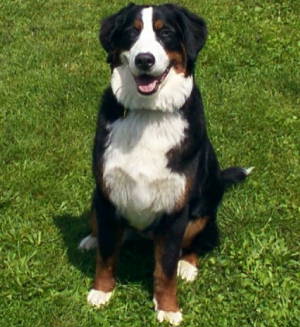 Bernese, Gertie, at 9 months