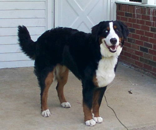 Berner Gertie, 9 months