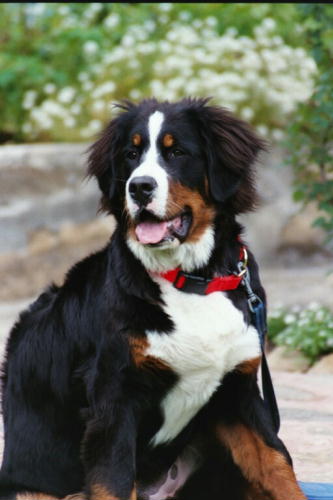 Bernese Mountain Dog Ginger