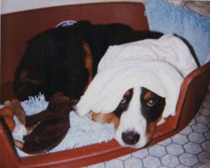 {short description of image}