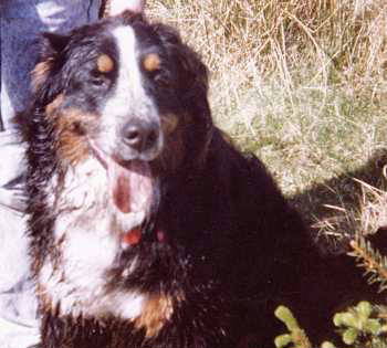 BMD Hannah Too sadly lost to MH