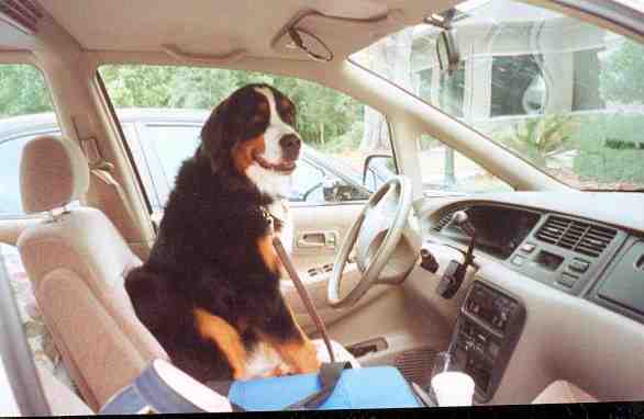Bernese Mountain Dog, Hazel, in the Hot Seat!