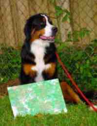 Berner Art by a Bernese Mountain Dob
