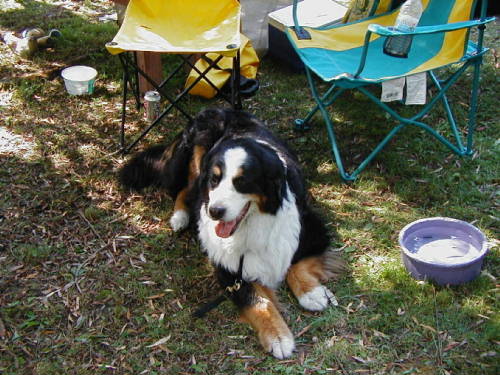 Bernese Mountain Dog, Heidi