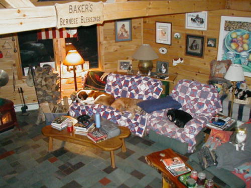 Golden Retrievers, Bernese and Cats on a cold Winter's Night