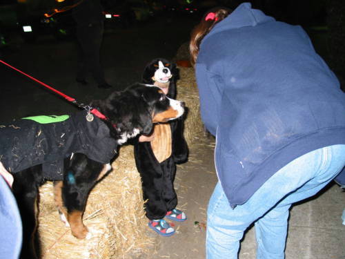 BMD Annie meets Bernese Boy