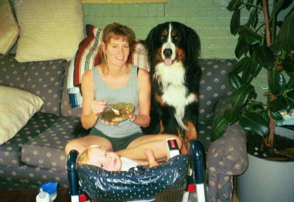 Bernese Mountain Dog Hudson, sadly lost to malignant histiocytosis