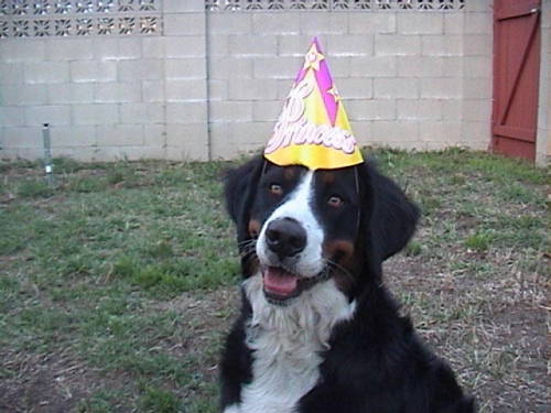 Bernese Mountain Dogs Love Birthdays!