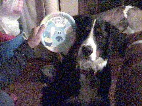 Bernese Birthday Plate