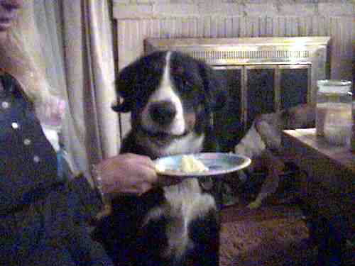 Bernese love Birthday cake