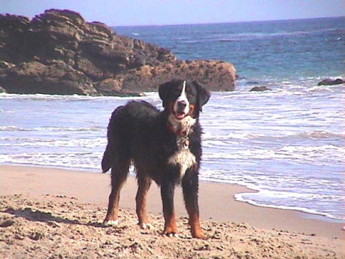 Berner on the Beach