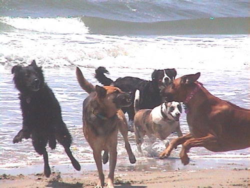 BMD Hudson and the Beach Gang