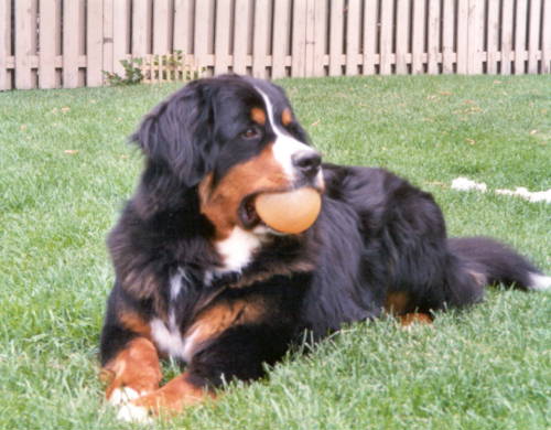 Bernese Mountain Dog, Jake