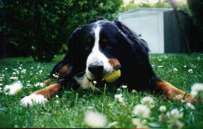 Bernese Mountain Dog, Jodhy, sadly lost to Histio
