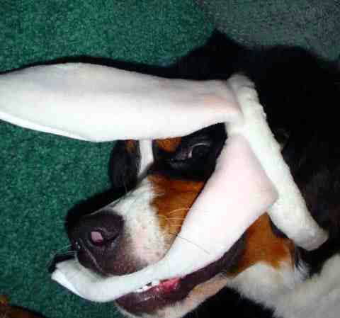 {short description of image}