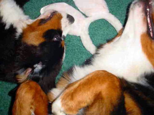 Bernese Mountain Dogs and Rabbit Ears