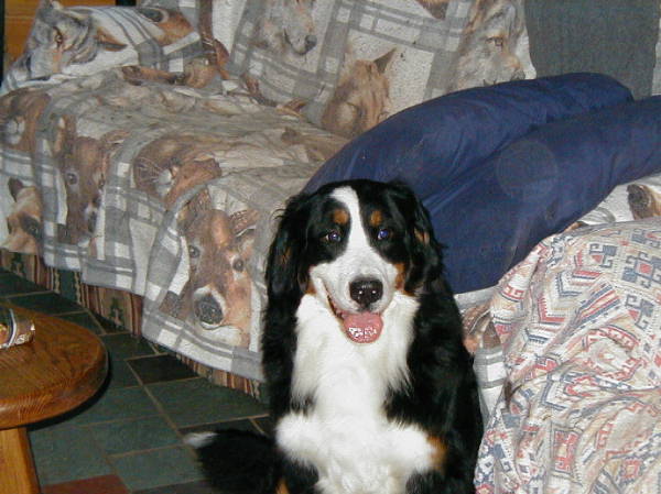 Berner, Katie, sadly lost to Canine Malignany Histiocytosis.
