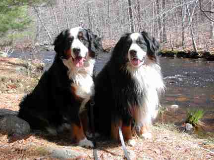 Bernese Mountain Dogs Katie and Winston