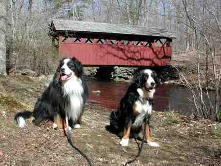 Bernese Katie and Winston