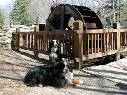 Berners Katie and Winston