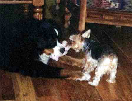 Bernese Mountain Dog Ravel plays tug-of-war