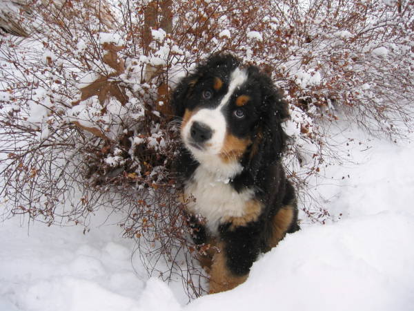 Bernese Mountain Dog Puppy, Luna