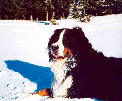 Mr Snow Nose, the Bernese Mountain Dog Bear