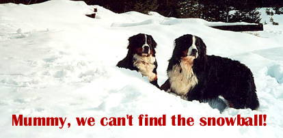 Bernese Mountain Dogs, Harvey and Rupert