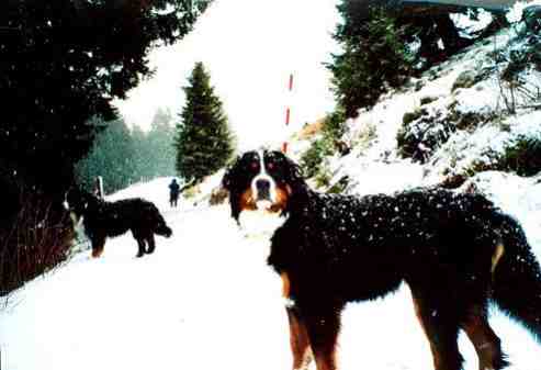 Bernese Mountain Dogs, Harvey and Rupert